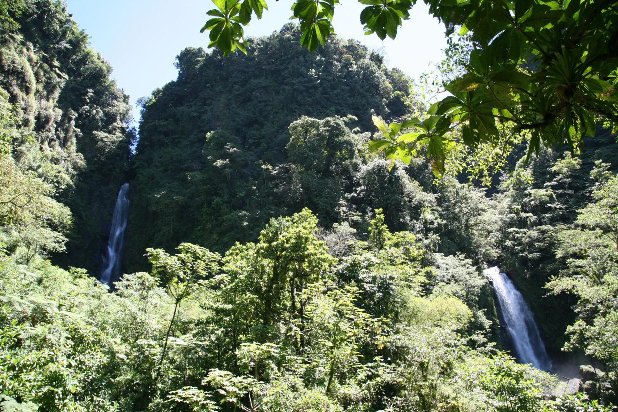 Natty Tropical Valley Roseau Luaran gambar
