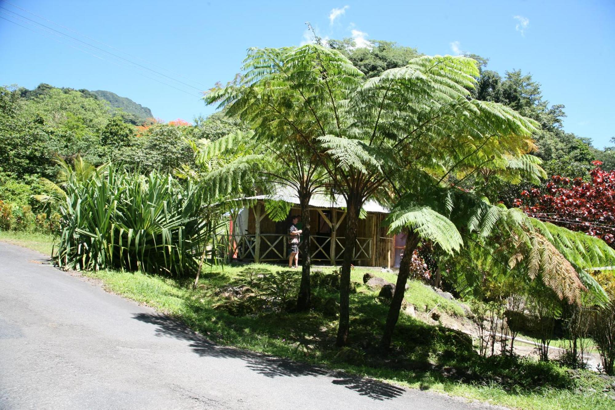 Natty Tropical Valley Roseau Luaran gambar