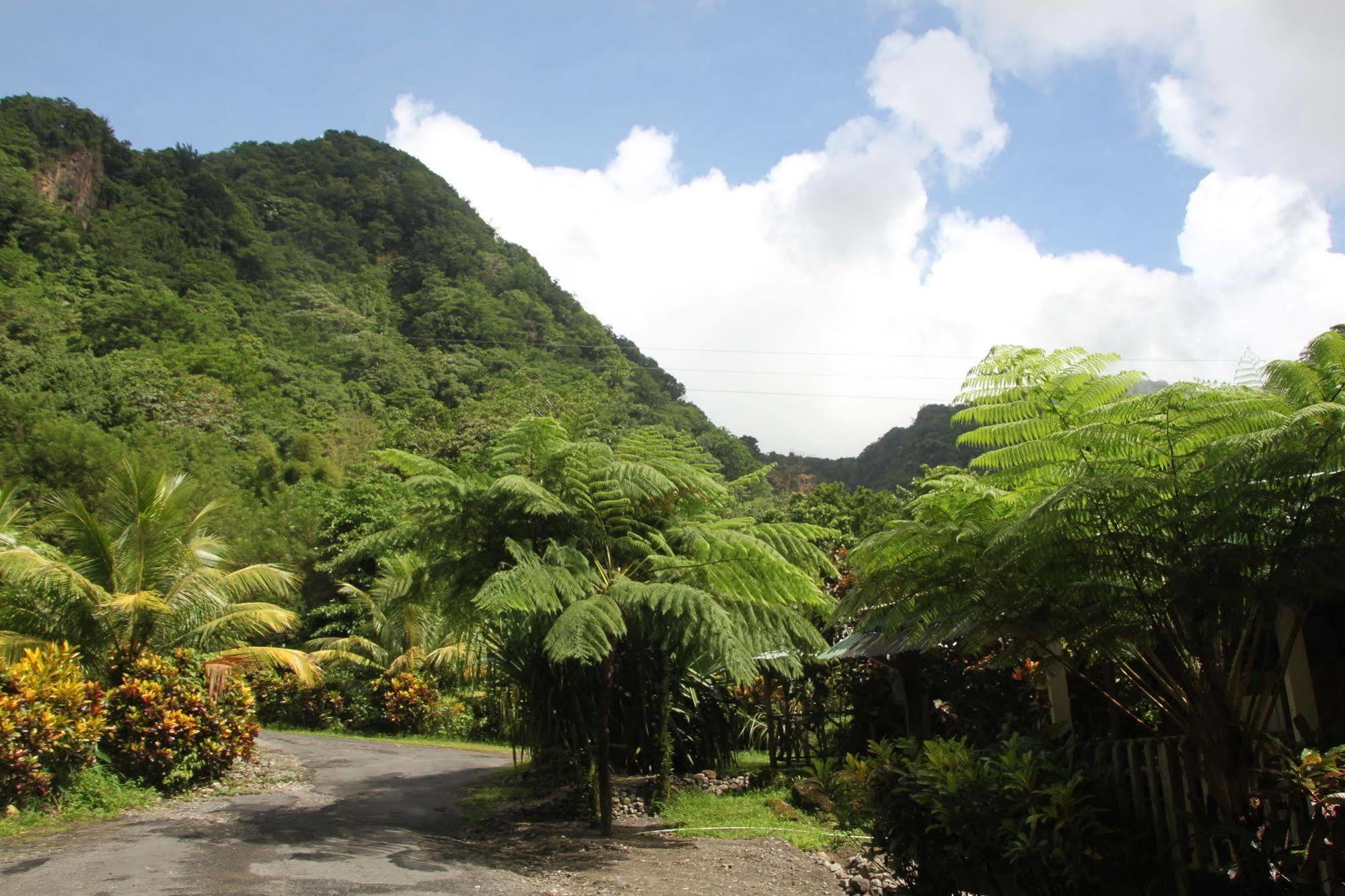 Natty Tropical Valley Roseau Luaran gambar
